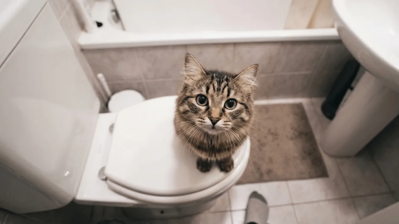 Privacy addio: il vero motivo psicologico per cui il tuo gatto ti segue sempre in bagno